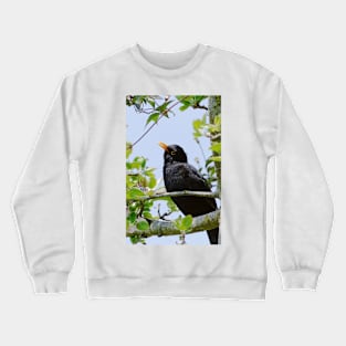 Merle - blackbird   01 (c)(h) by Olao-Olavia / Okaio Créations panasonic fz 200 (1200 mm) mai 2013 Crewneck Sweatshirt